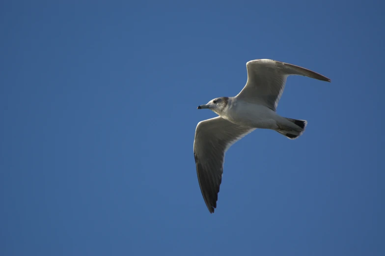 a bird flies overhead in the clear blue sky