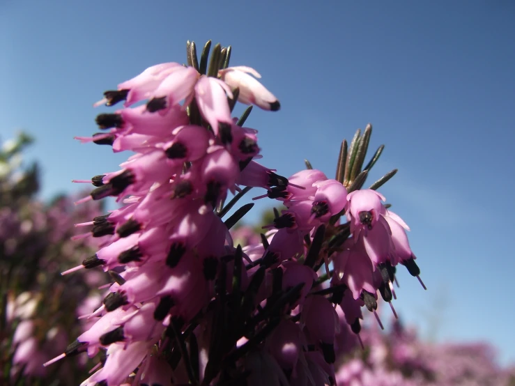 the beautiful purple flowers are blossoming against a blue sky