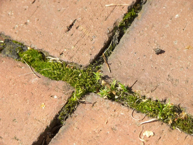 a piece of grass that is growing between some bricks