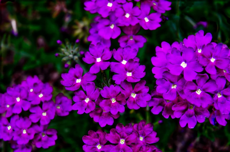 purple flowers growing on top of green bushes