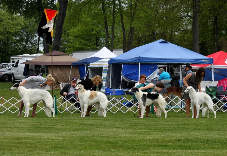 there are several dogs on a grass field