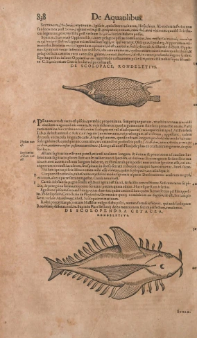 a page with fish from a book in russian