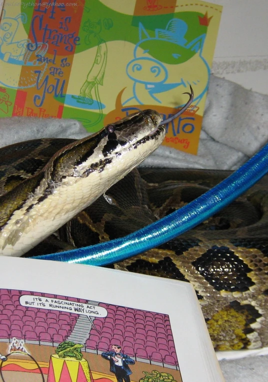 snake in a room looking at a children book