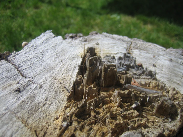 some wood with some things on it and grass in the background