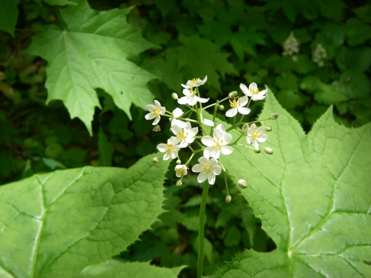 an image of a flower with white flowers on a green background