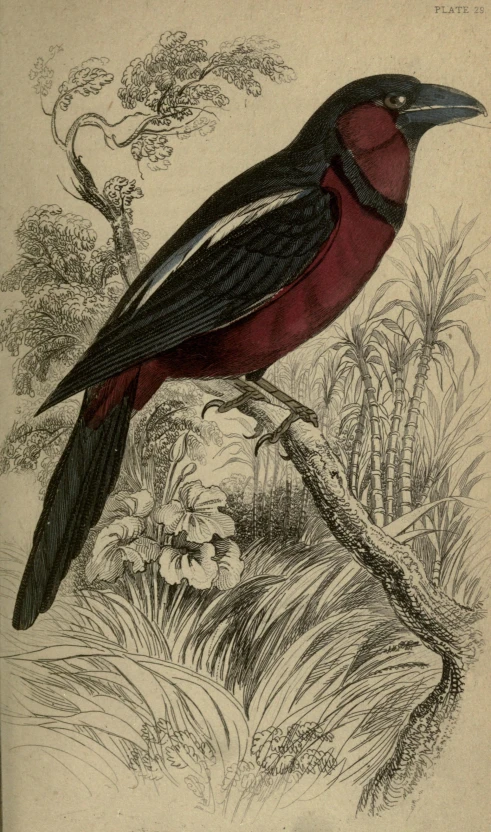 a black bird with red feathers sitting on a nch