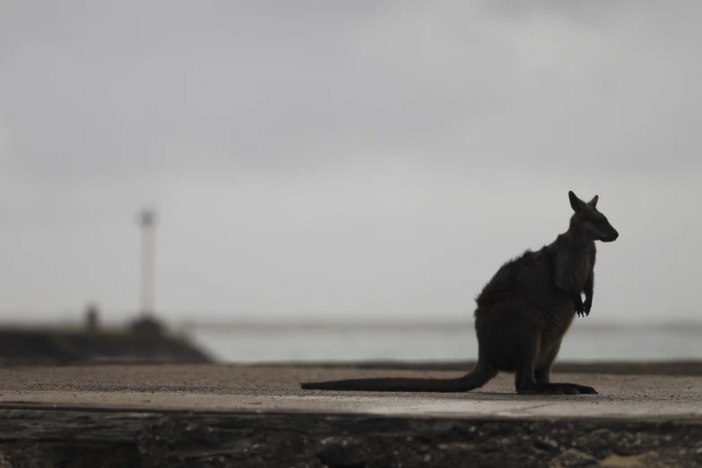 a kangaroo sitting on a rock next to the ocean