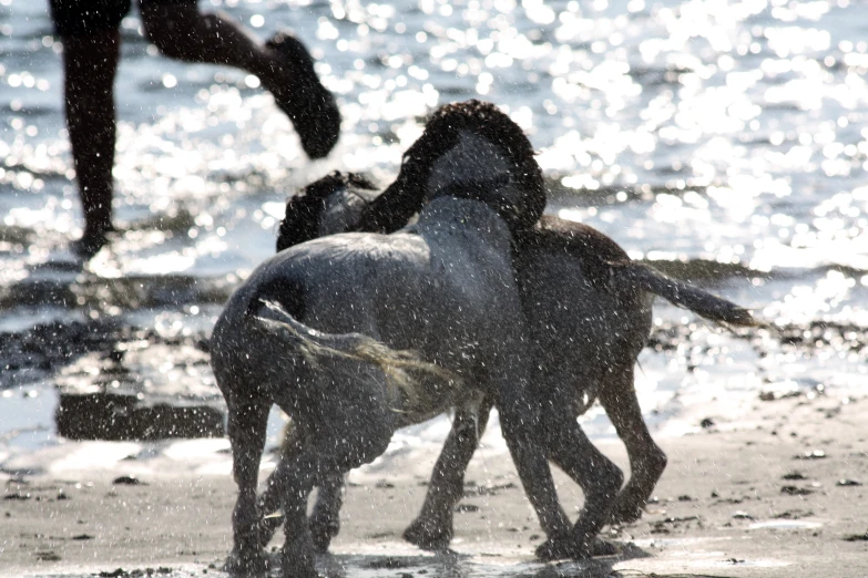 two horses running through the water at the beach