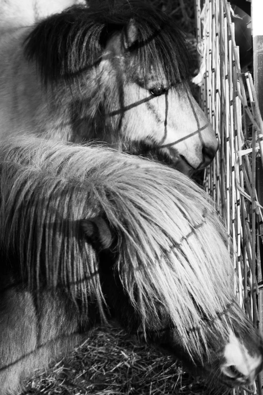 two horses with long manes behind a barb wire fence