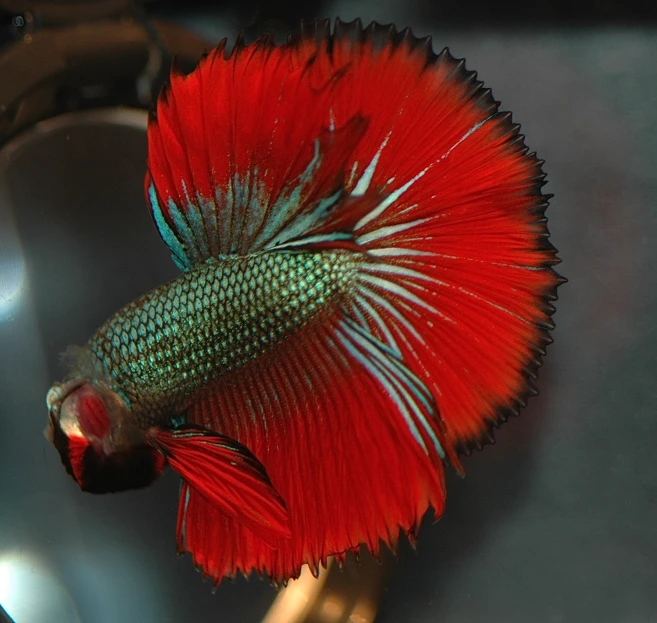 a red betta fish that is sitting on a metal sink