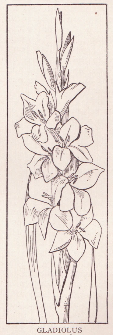 a line drawing of lilies with stems, leaves and flowers