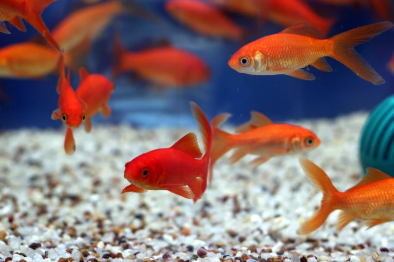 an image of a group of gold fish