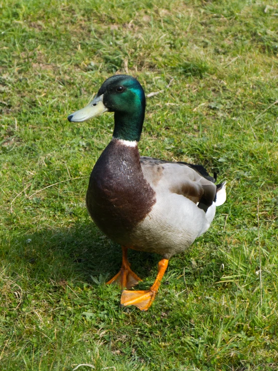 a duck that is standing in the grass