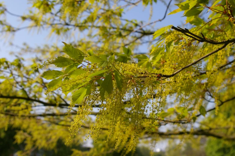 the leaves of a large tree in sunlight