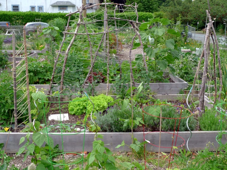 an image of a garden in the middle of it