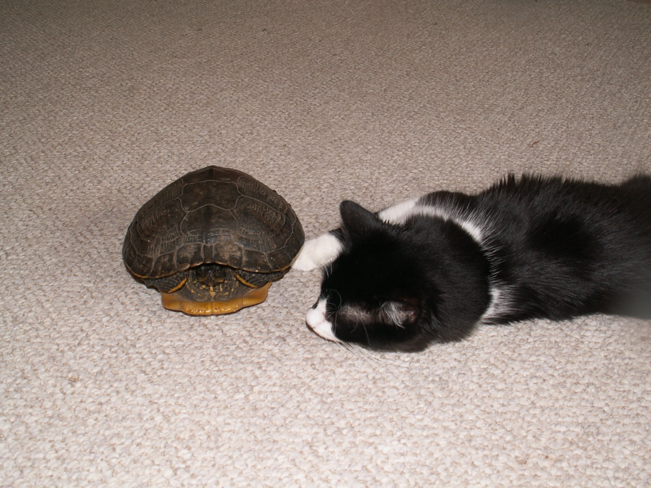 a cat looking at a turtle in the floor