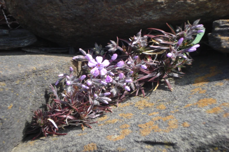a flower is blooming from among the rocks