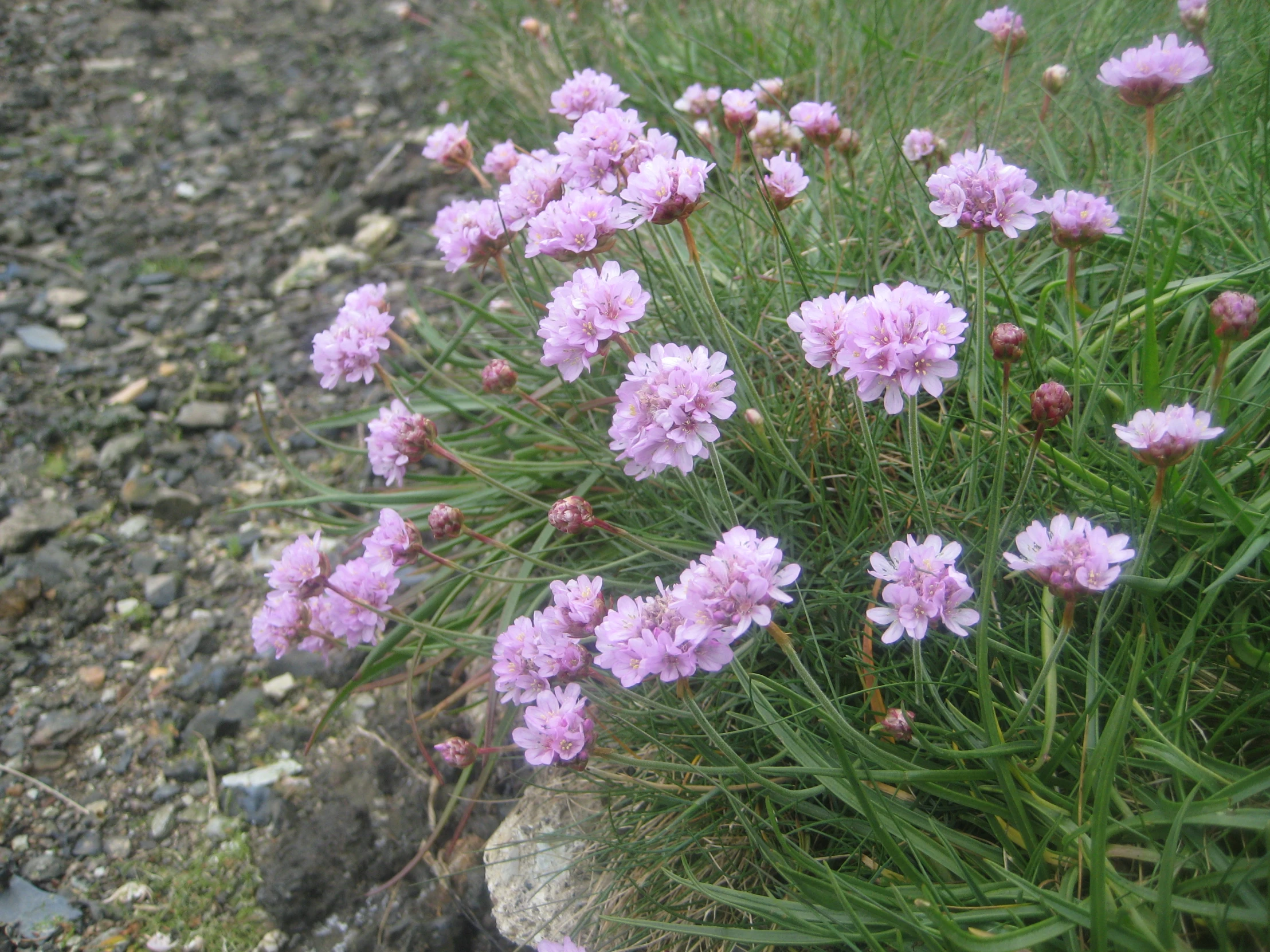 some pretty purple flowers growing in the dirt