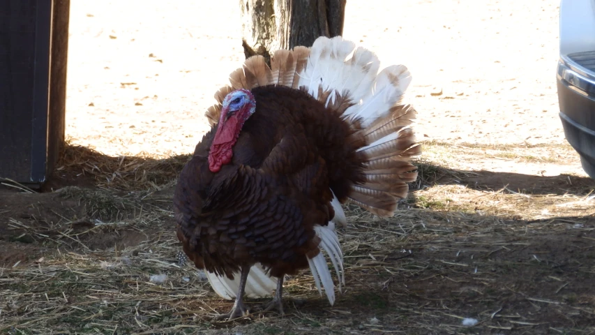 a turkey standing on a pile of grass next to a tree