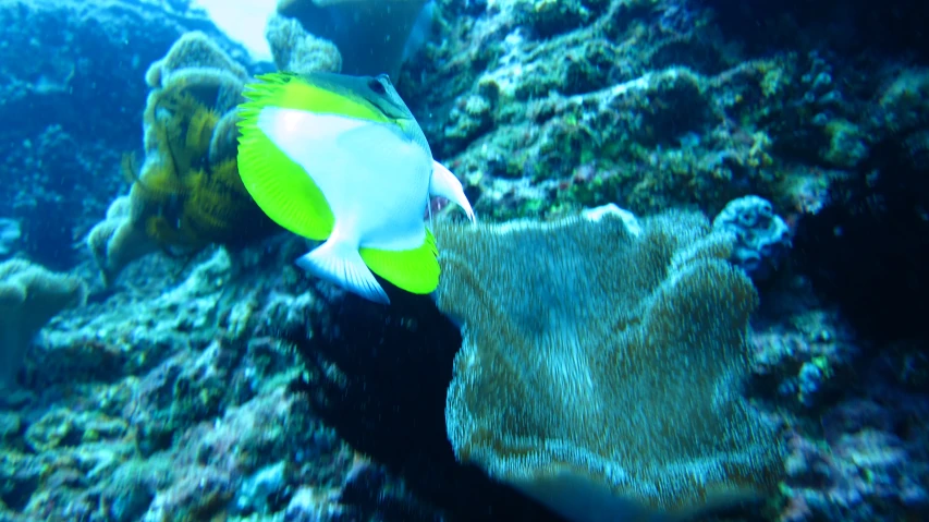 a fish that is swimming near some rocks