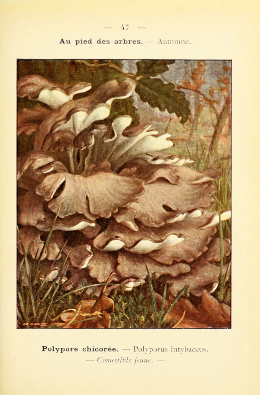 a page in an antique book shows a mushroom tree and a group of white flowers