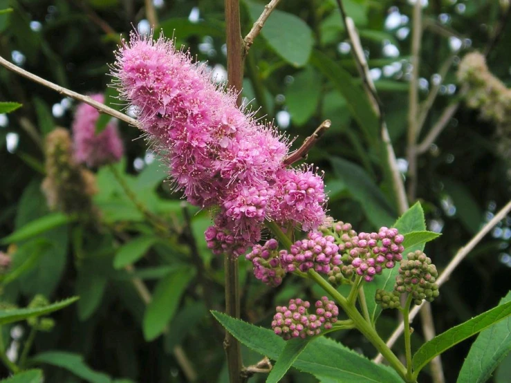 an object on a tree nch near many leaves