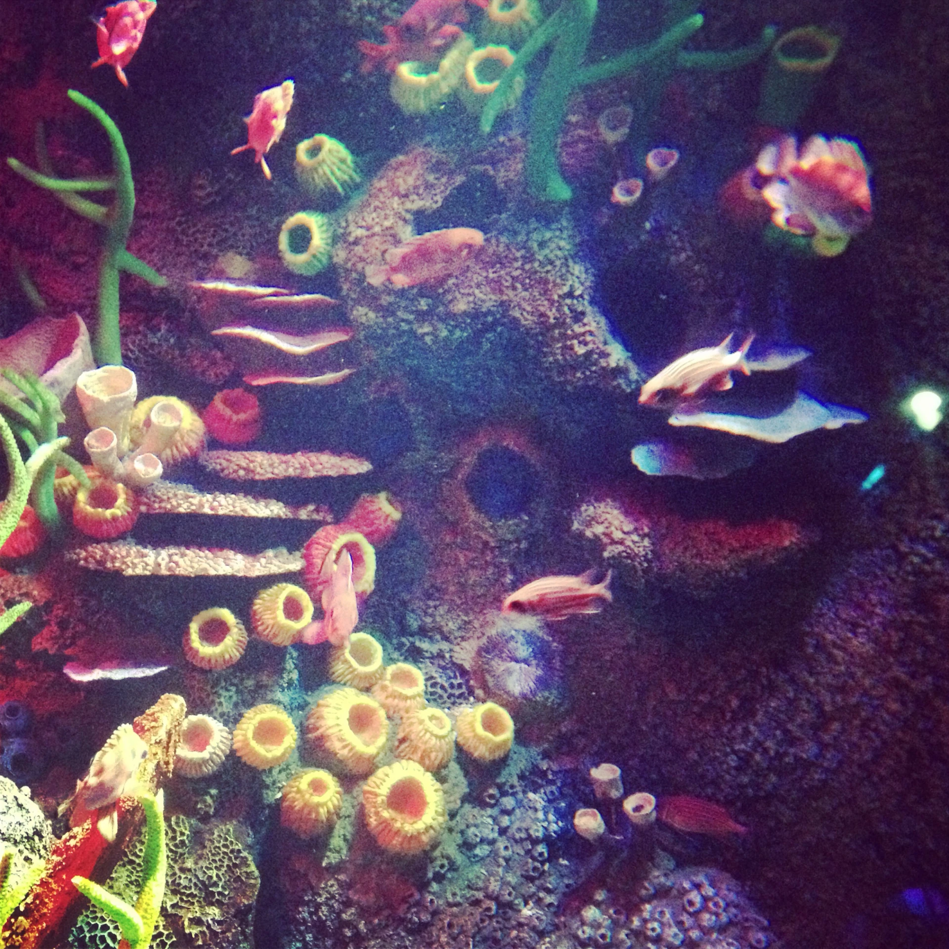 fish and reef life in an aquarium at night