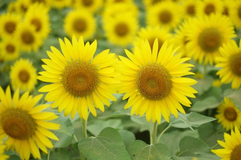 yellow sunflowers on green leaves and in the foreground a large field of brown leaves and lots of yellow sunflowers