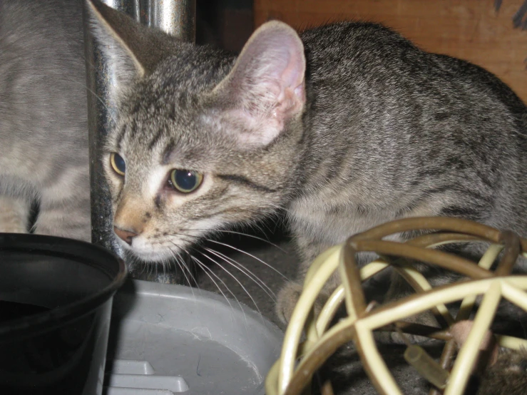 a grey cat looking down near several dishes