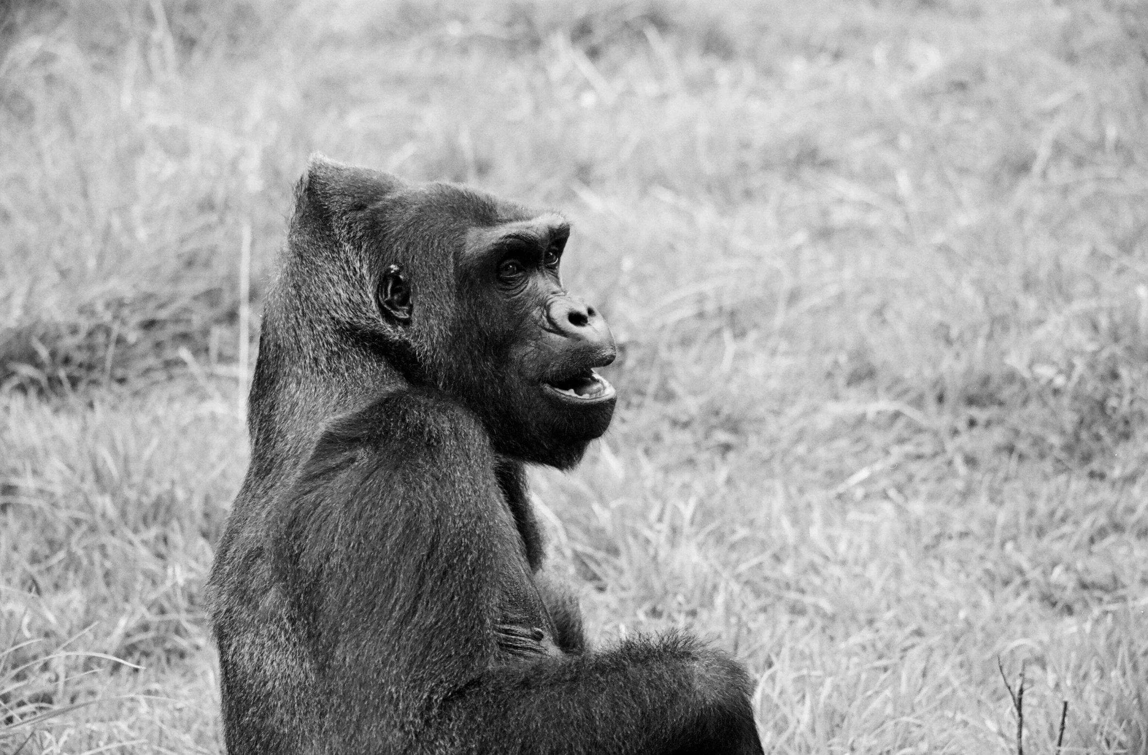 a gorilla sitting on its side in a field