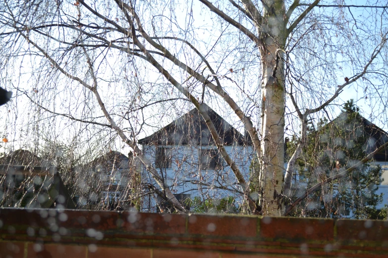 a view of a brick wall and tree nches in front of a house