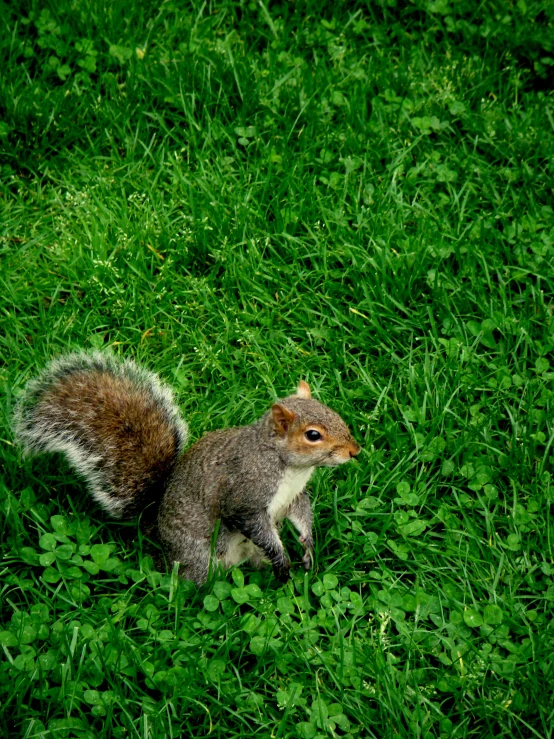 a squirrel sitting in the grass with one foot on its head