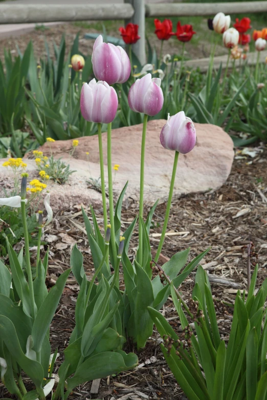 some pink tulips and flowers by a stone