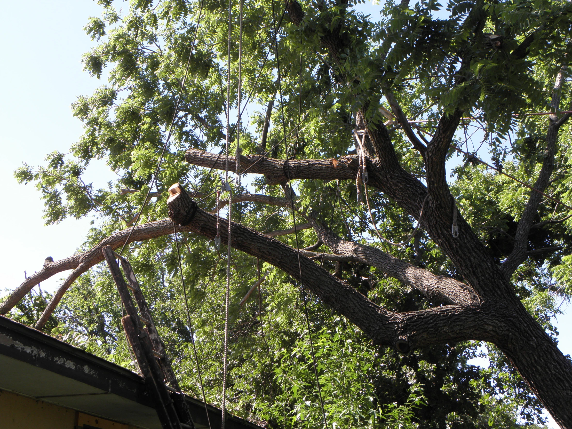 a picture of a bird in a tree