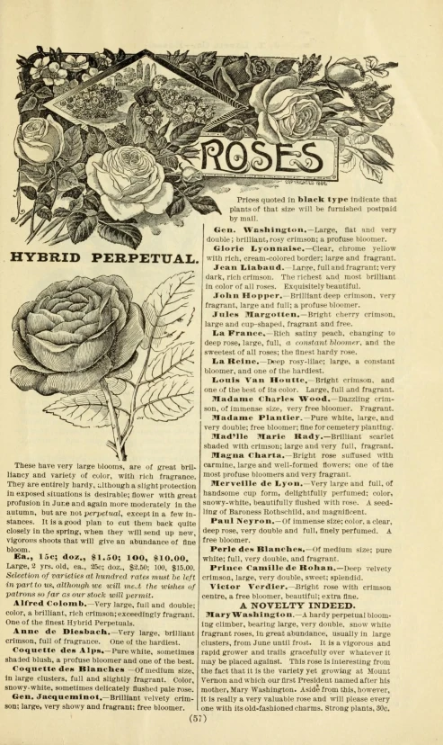 page from an antique rose book in a victorian style