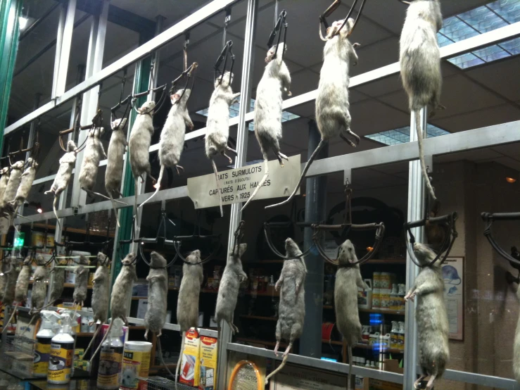 many dead mice hanging upside down on a rack