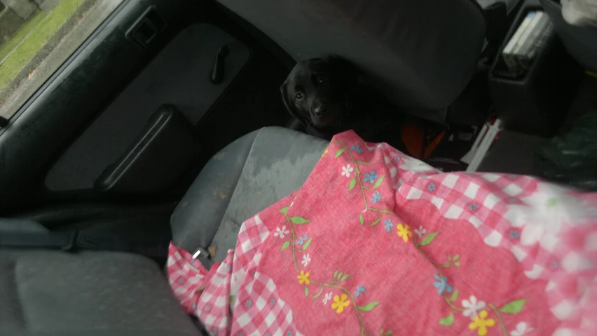 a dog is resting in the back of a car