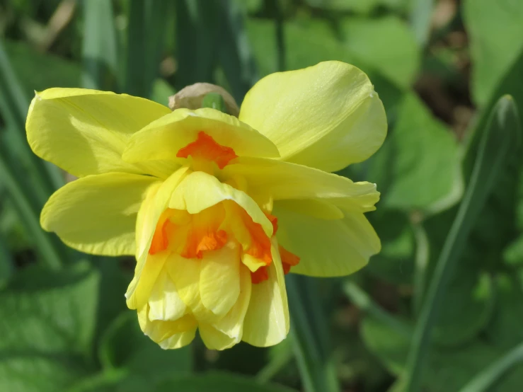 a yellow and red flower with large green leaves