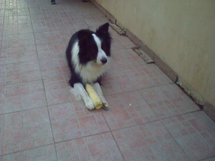 a dog eating a banana on a tile floor