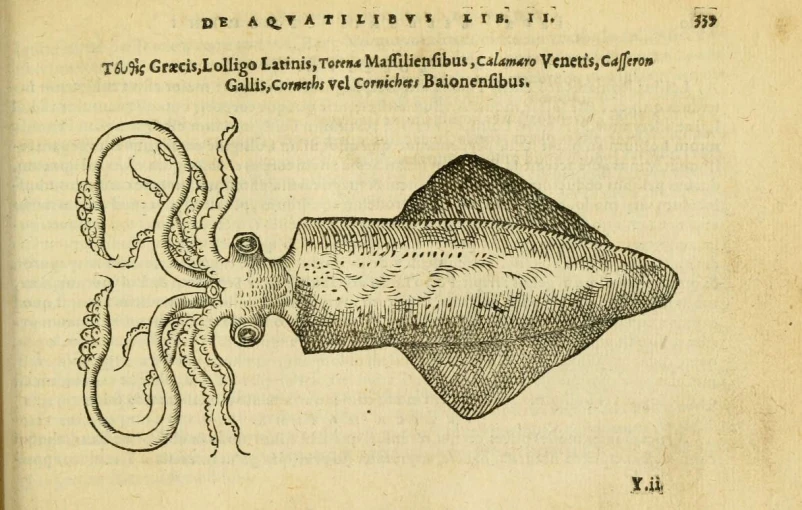 the illustration shows an octo and squid on a page of a book