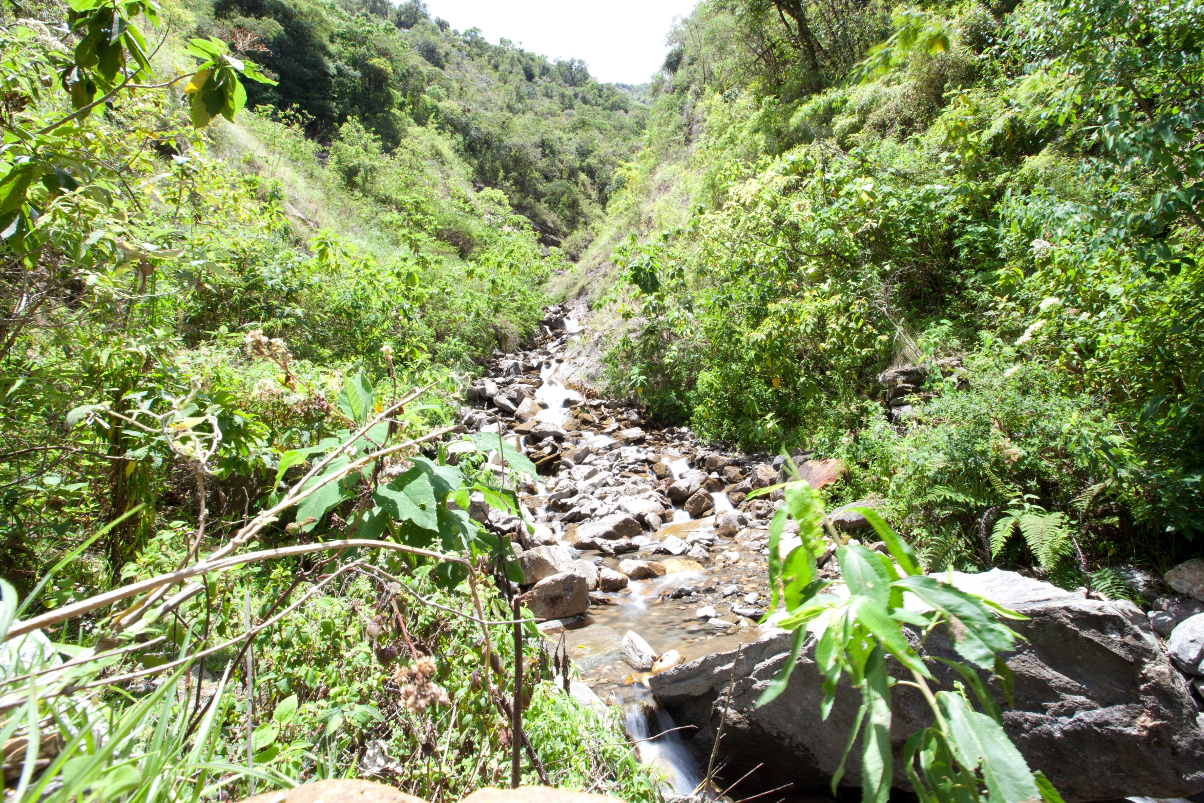 there is a small stream running through the jungle