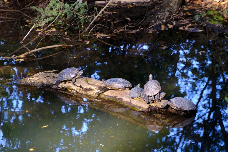 there are several turtle laying on the edge of the water