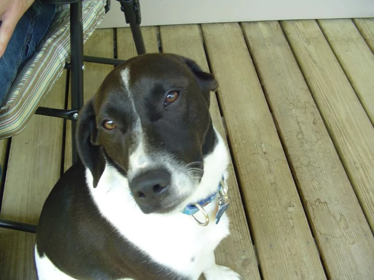 the dog looks up while sitting on the floor