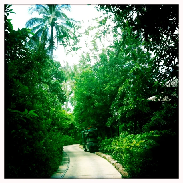 two people riding motorcycles in the middle of a road surrounded by trees