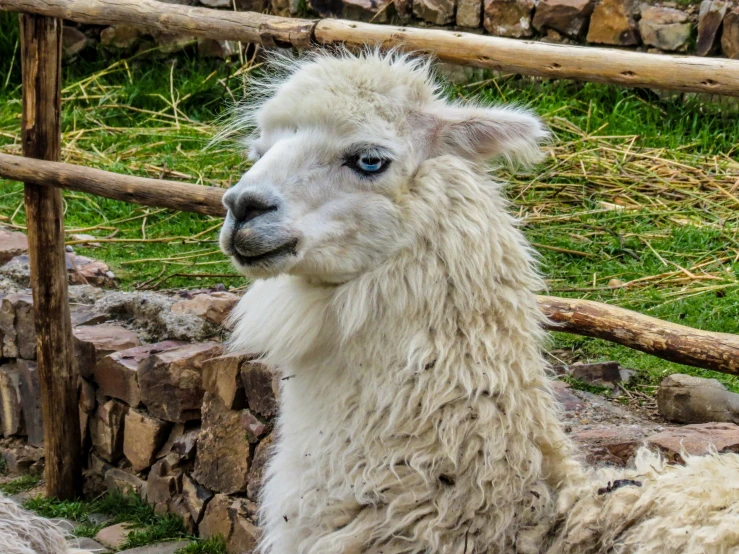 an alpaca sitting next to some rocks and grass