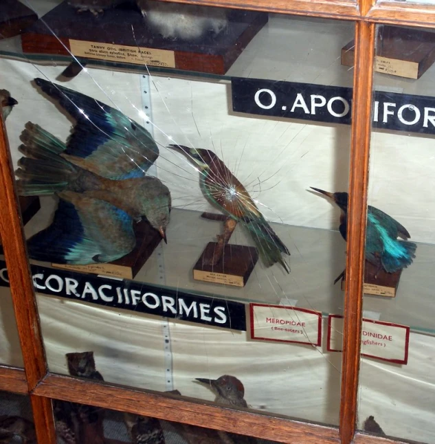 various birds displayed behind glass in a case