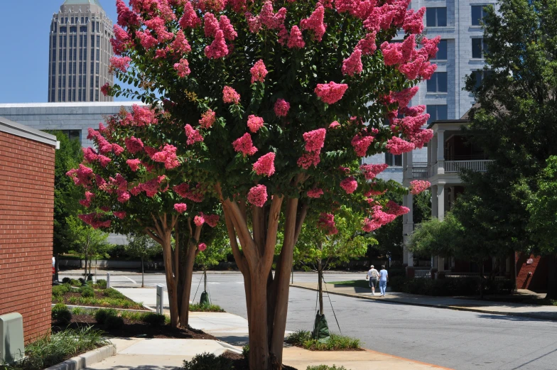 a very tall pink tree near a sidewalk