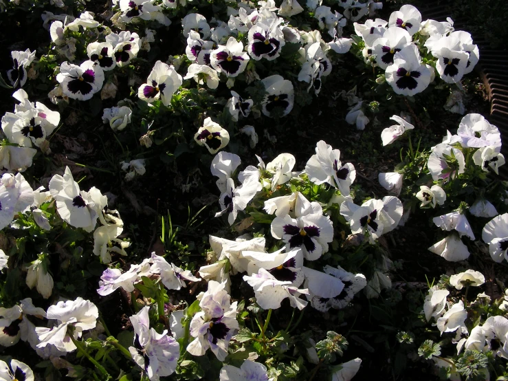 many white flowers blooming together in an open field