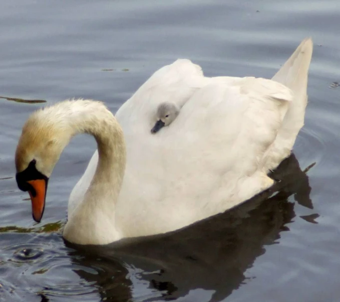 a white duck swimming on top of a lake