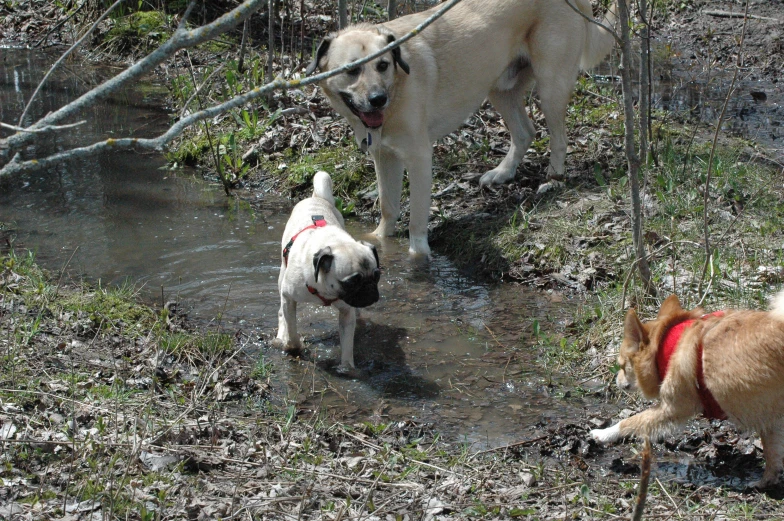two dogs standing near a stream and one is trying to get into the water